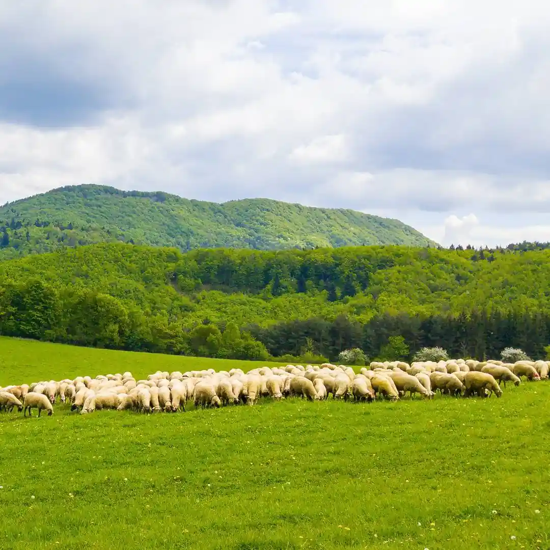 Slovakia sheeps